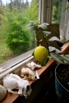 Our first almost ripe lemon!