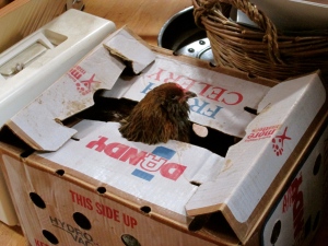 Chicken in a box