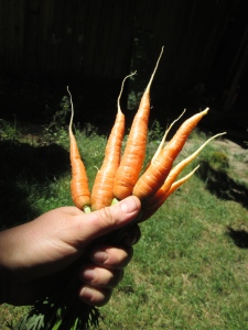 First carrots!