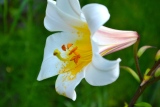Super fragrant trumpet lily.