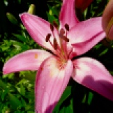Last pink unscented lily